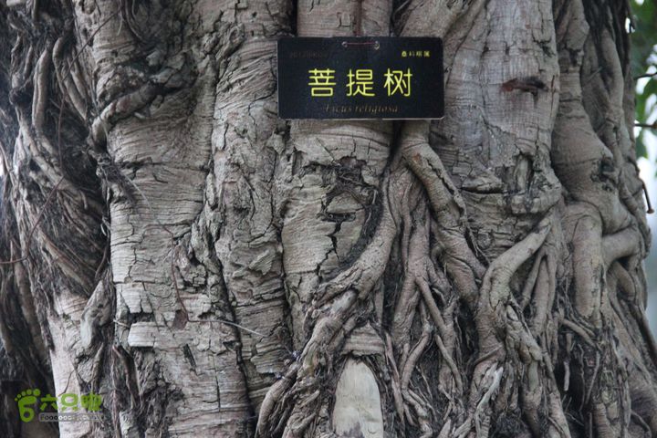 宜春花博园赏花IMG_0972