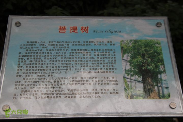 宜春花博园赏花IMG_0973