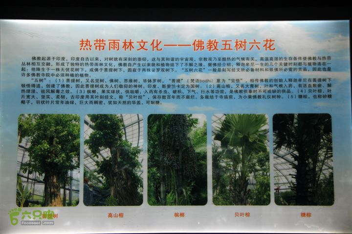 宜春花博园赏花IMG_0976
