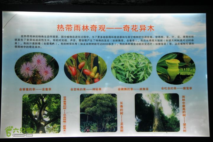 宜春花博园赏花IMG_0977