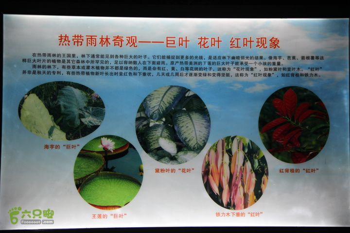 宜春花博园赏花IMG_0978