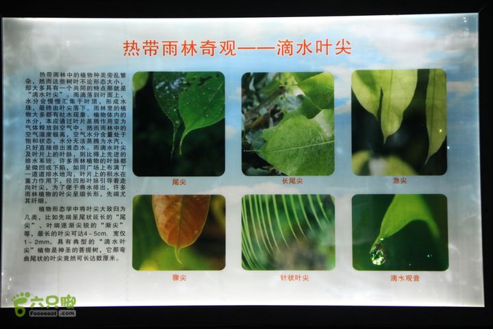 宜春花博园赏花IMG_0979