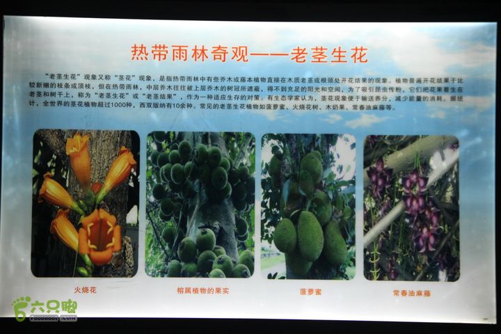 宜春花博园赏花IMG_0980