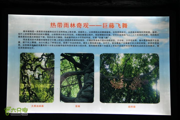 宜春花博园赏花IMG_0981