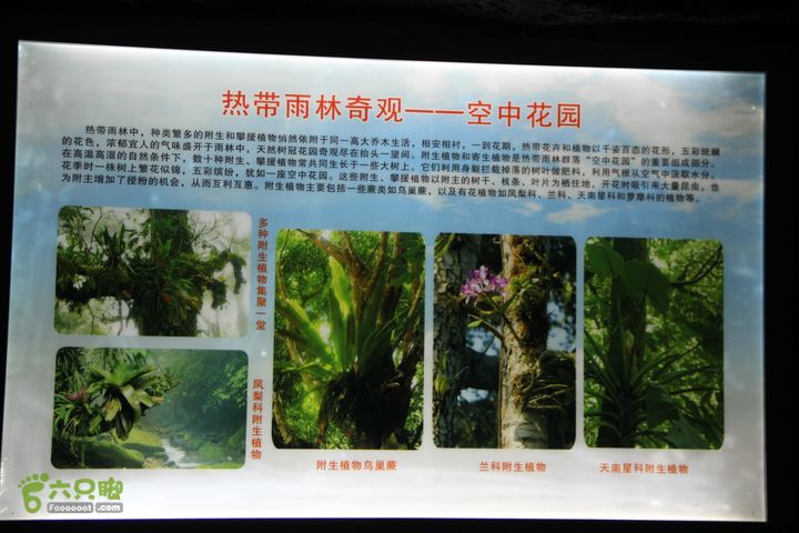 宜春花博园赏花IMG_0982