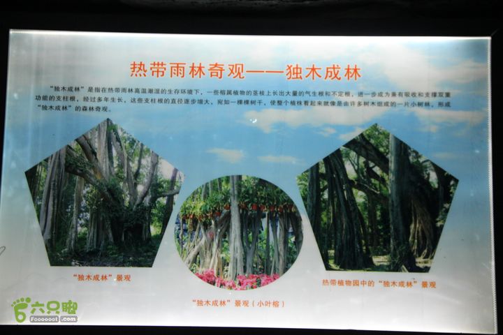 宜春花博园赏花IMG_0984