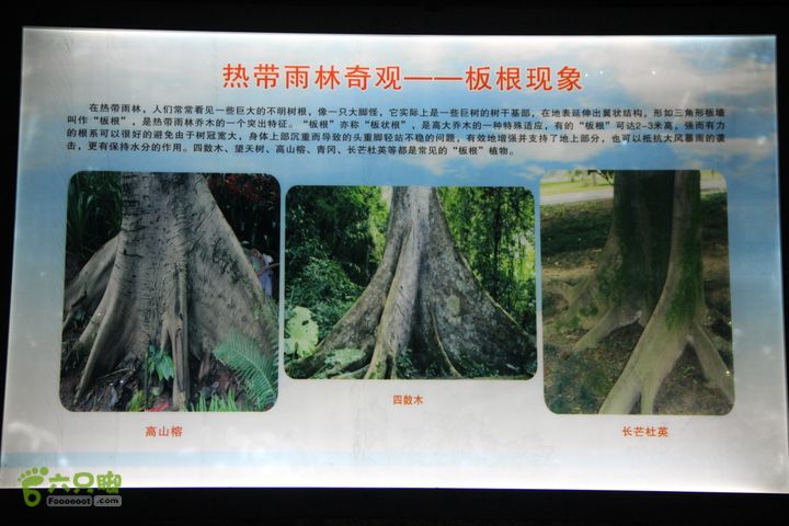 宜春花博园赏花IMG_0987