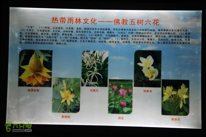 宜春花博园赏花IMG_0988