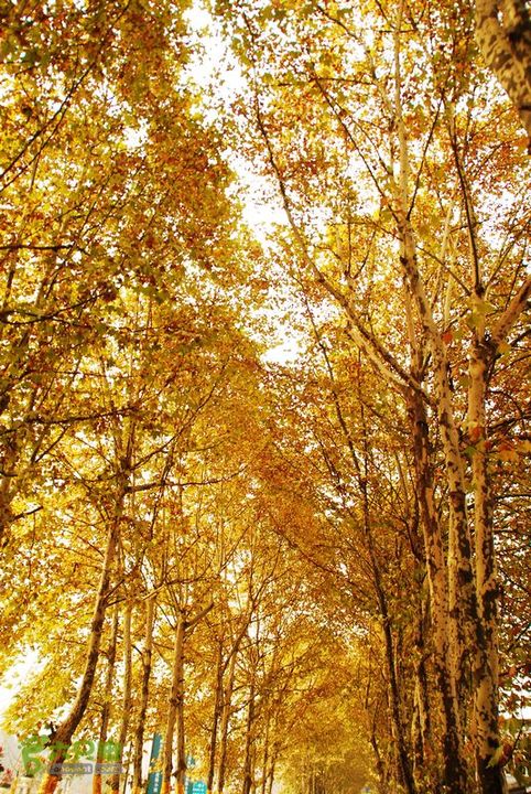 成都 崇州一日騎行(街子/懷遠/元通)DSC_0209