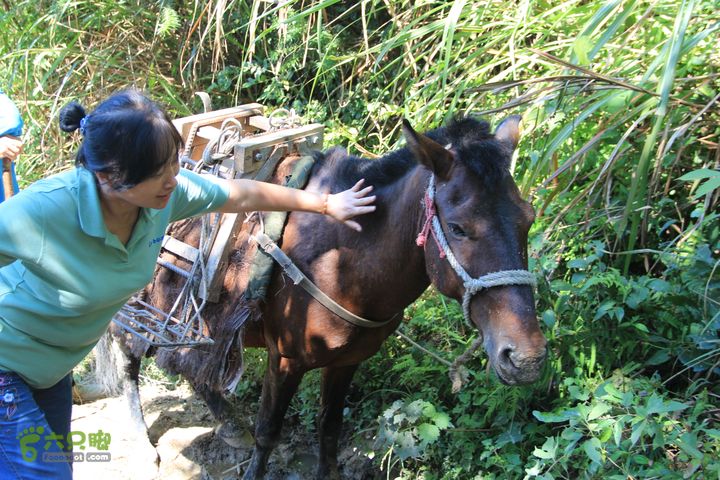 【武功山上】明月上坛下-楼仔岭-田心穿越  IMG_0716