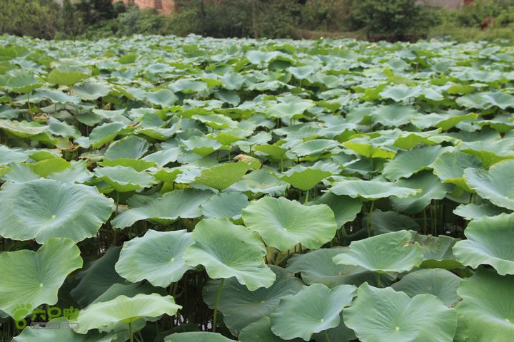 洞穴探秘者的天堂-宜春丰顶山溶洞区IMG_0202