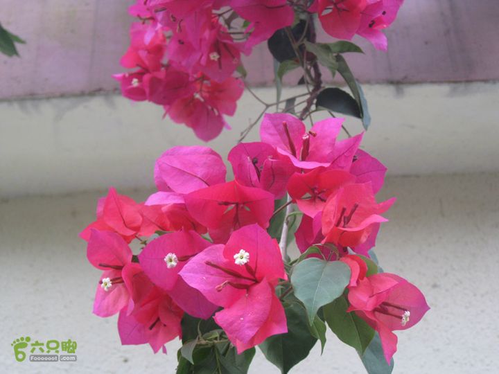 2012-9-27南宁通灵瀑布-德天瀑布IMG_0305