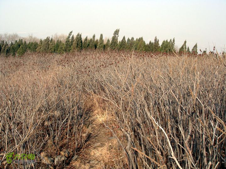 博山正觉寺 山顶
