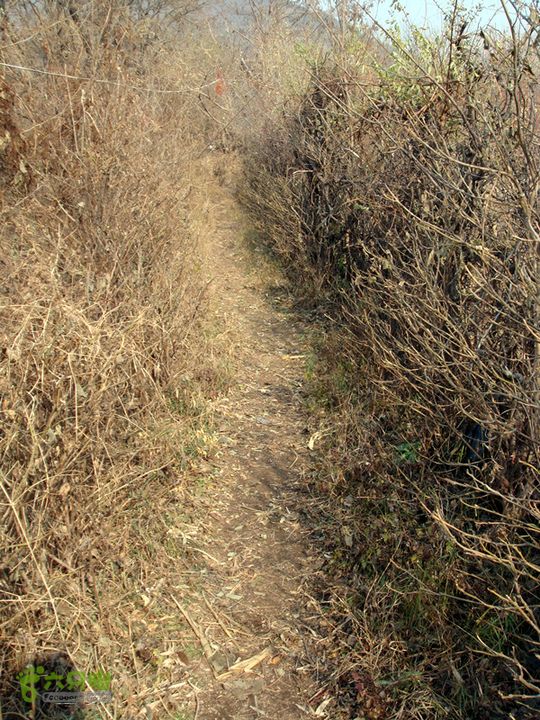 博山正觉寺 小路