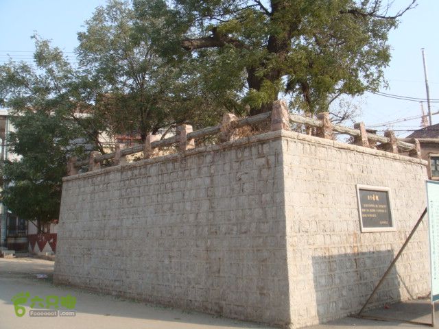 博山正觉寺 唐槐