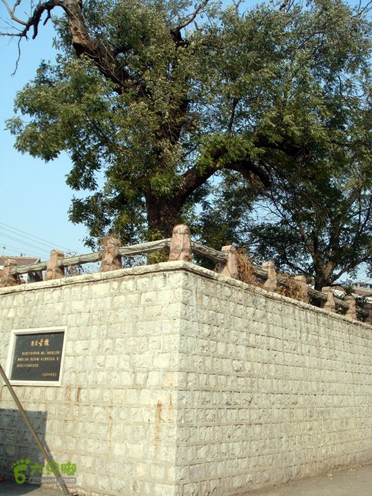 博山正觉寺 唐槐