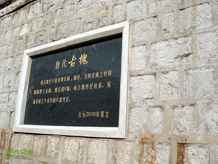 博山正觉寺 千年古树