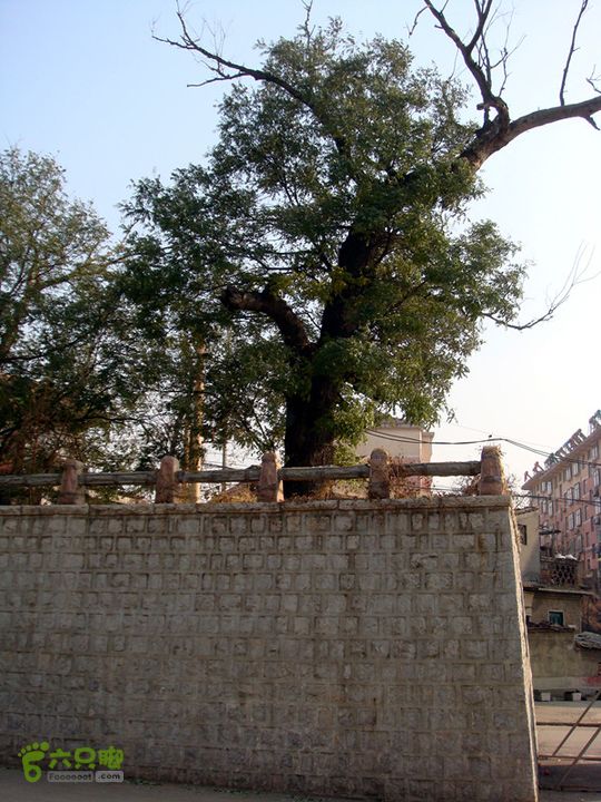 博山正觉寺 千年古树