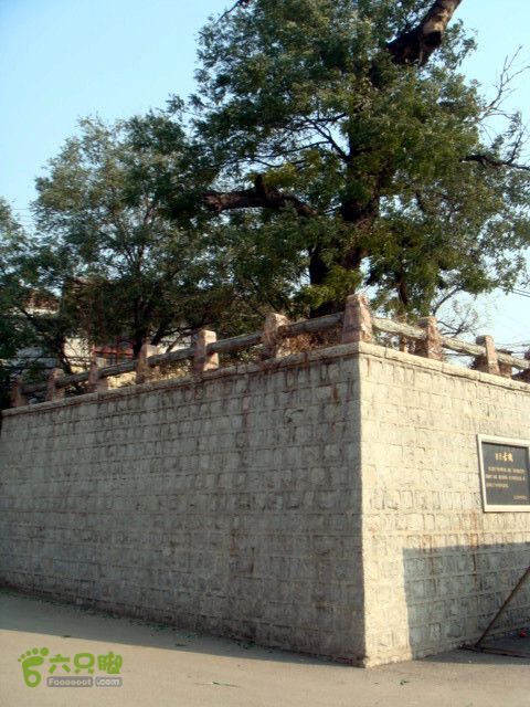 博山正觉寺 唐槐