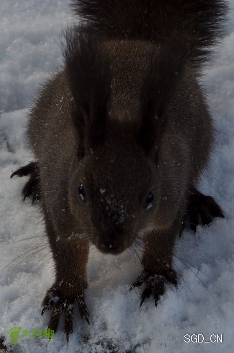 雪后龙山DSC05067