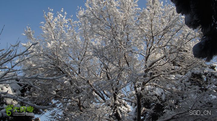 雪后龙山DSC05086