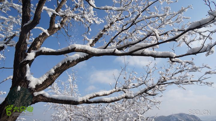 雪后龙山DSC05207