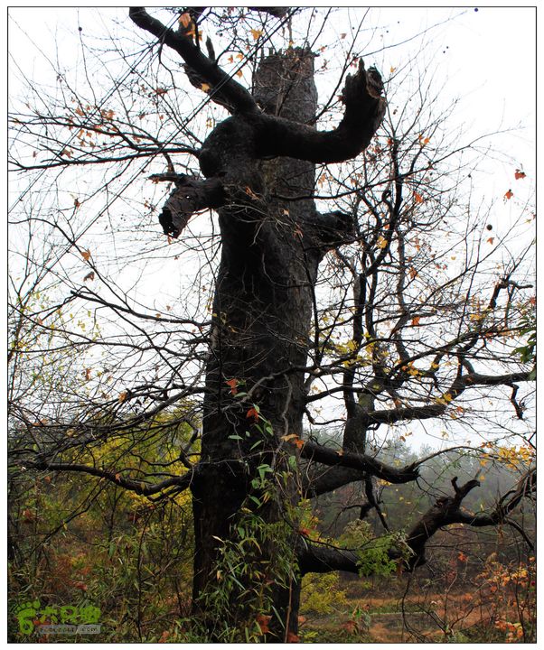 朱锡岭+车慈岭红枫古道IMG_8460