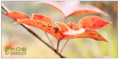 朱锡岭+车慈岭红枫古道IMG_8491