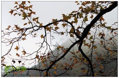 朱锡岭+车慈岭红枫古道IMG_8506