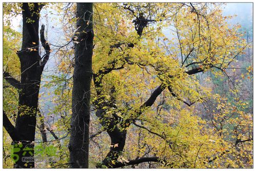 朱锡岭+车慈岭红枫古道IMG_8511