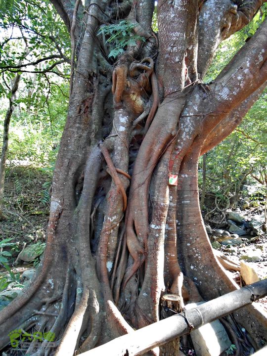 20121216五指山水满乡骑行登山DSCN2142