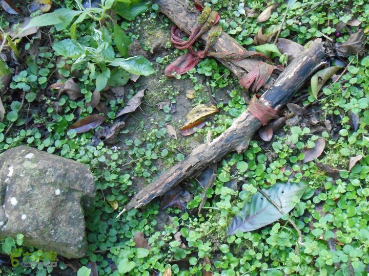 20121216五指山水满乡骑行登山DSCN2146