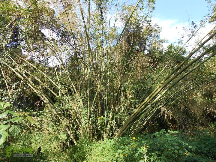 20121216五指山水满乡骑行登山DSCN2219