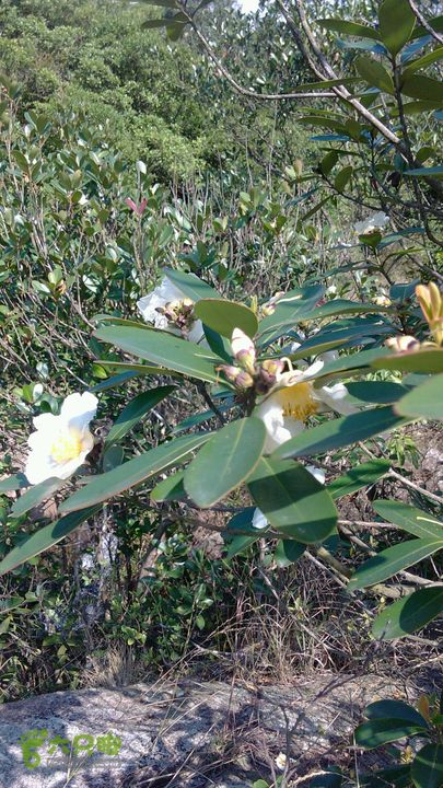 马峦山徒步…小梅沙上小梅沙下很特殊的茶花品种