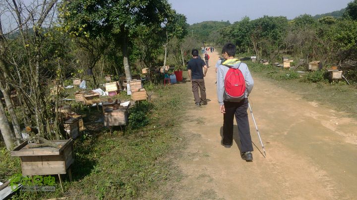 马峦山徒步…小梅沙上小梅沙下好多蜜蜂