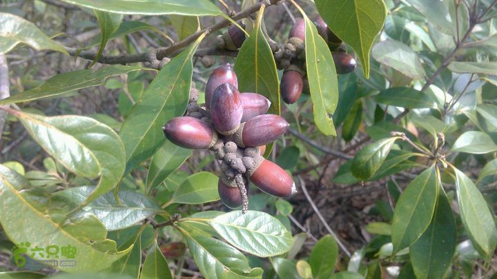 马峦山徒步…小梅沙上小梅沙下野果