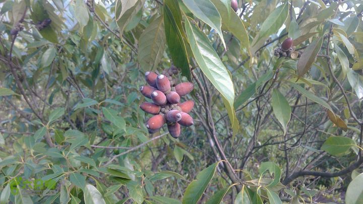 马峦山徒步…小梅沙上小梅沙下野果