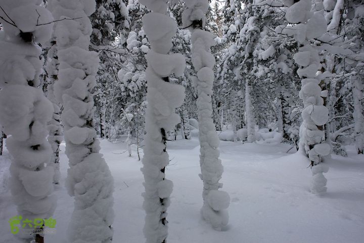 长白山望天鹅1212222217449f136cacaaf309