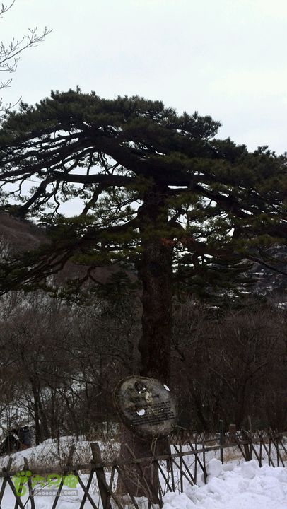 黄山徒步（景交-慈光阁-光明顶-北海-白鹅岭-云谷寺）黑虎松