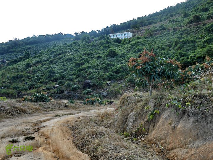20130105--三亚福万岭山地骑行--大坡度碎石路看！ 芒果小楼！