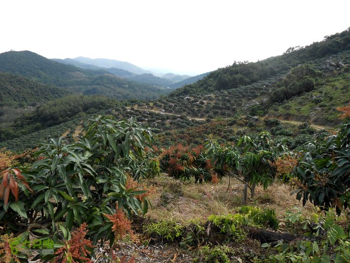 20130105--三亚福万岭山地骑行--大坡度碎石路DSCN2946