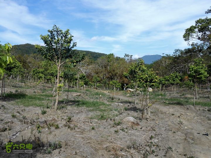 20130105--三亚福万岭山地骑行--大坡度碎石路DSCN2999