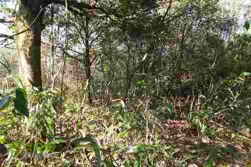 大洛—宝山—锣钹顶—洋溪照片 174