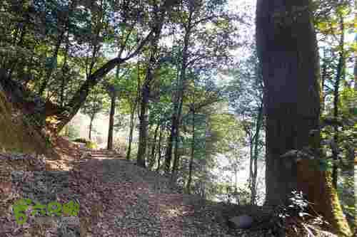 大洛—宝山—锣钹顶—洋溪照片 241