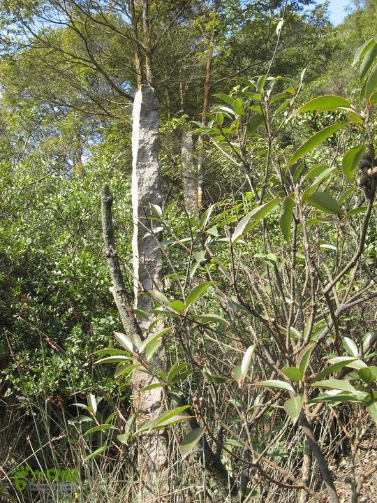 下院-勇路-梅里-石碑林-涌泉寺-古栈道-绝顶峰(下) 404_眸目压缩