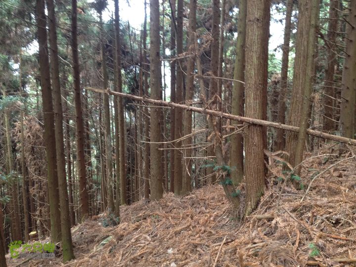 明月山景区南惹-武功山-和尚石-垭口-十八窝-水口穿越IMG_1859
