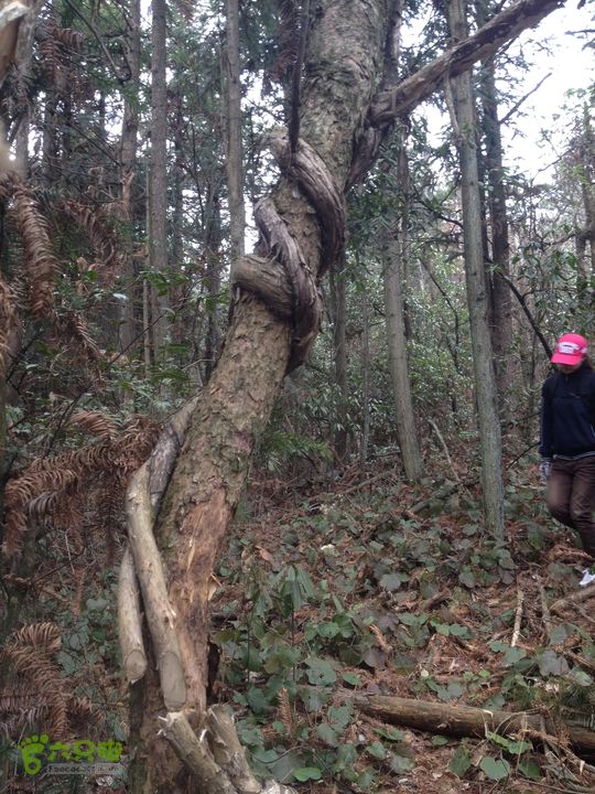 明月山景区南惹-武功山-和尚石-垭口-十八窝-水口穿越IMG_1876