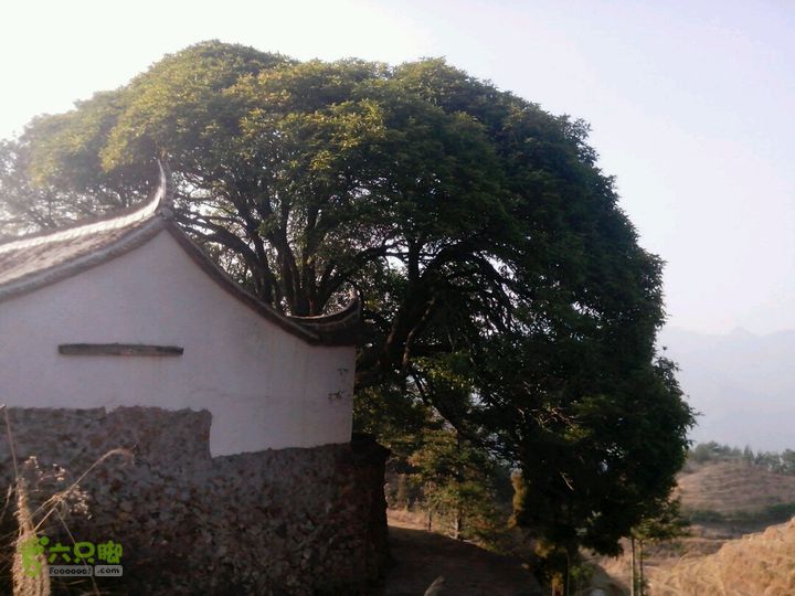 景宁县大赤坑梅山溪下坑黄山村三石村中国畲乡论坛桂花树