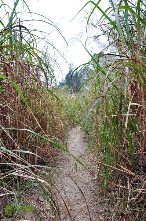 徒步广州　渔龙线　经典徒步线路之一比人还高的芦苇