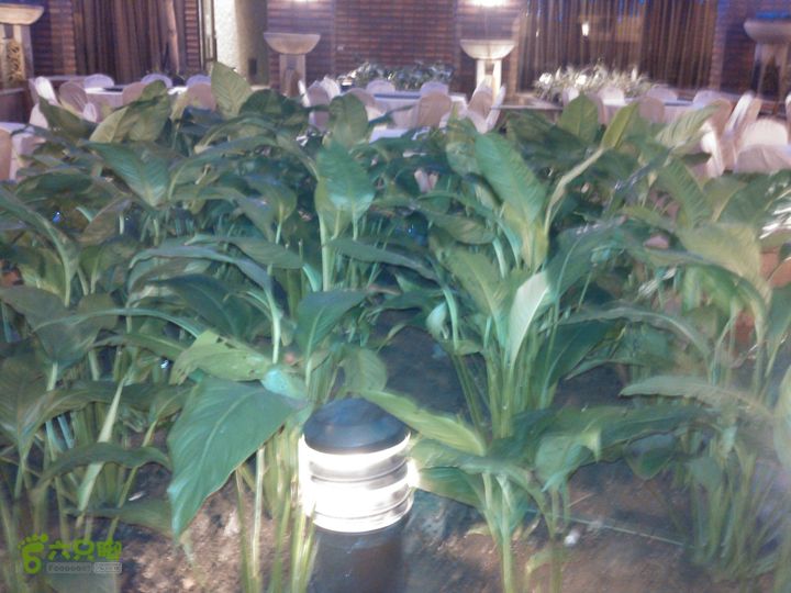 新北市三峡区晚上买水果IMG20120809205407_眸目压缩